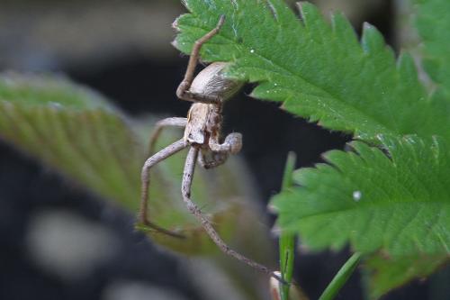 Pisaura mirabilis